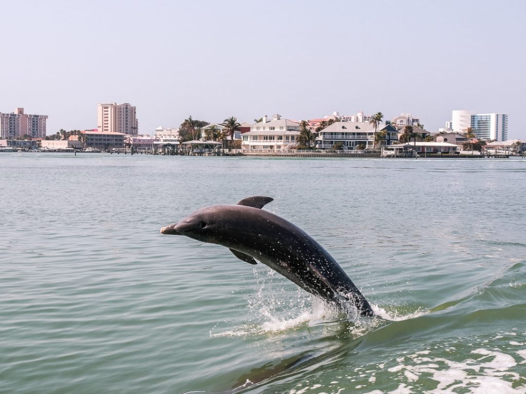 Delfin auf Florida Rundreise mit Kindern 
