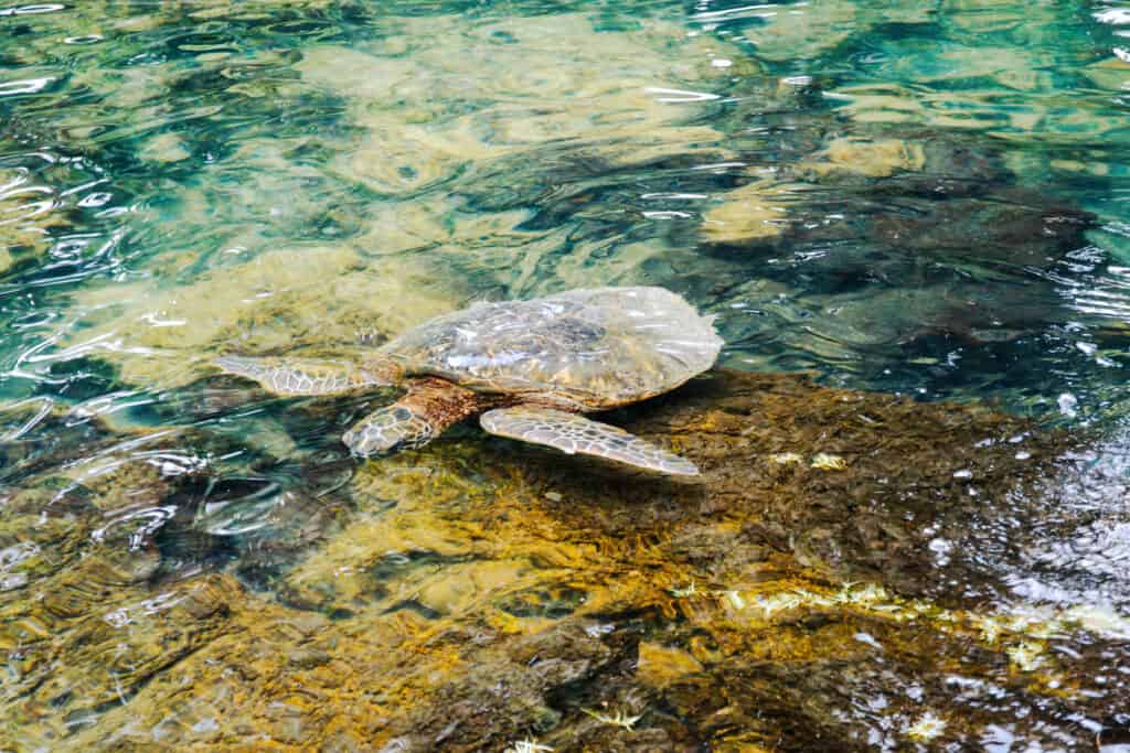 Frei lebende Schildkröten bieten ein besonderes Erlebnis auf Hawaii mit Kindern