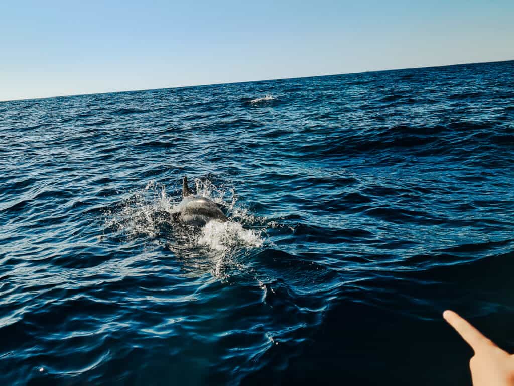 Delfintour auf Fuerteventura mit Kindern