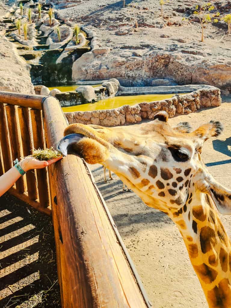 Oasis Wildlife Park - Perfekter Ausflug auf Fuerteventura mit Kindern