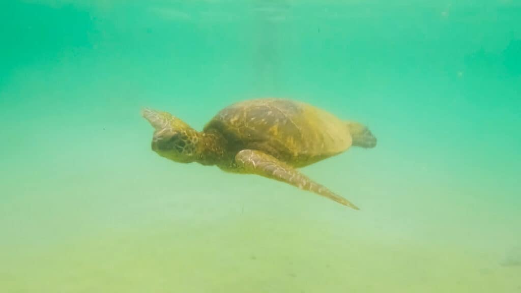 schnorcheln mit Schildkröten auf Big Island