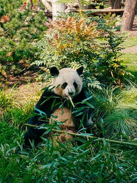 Berlin mit Kindern Ausflüge in den Zoo oder einen der vielen Parks