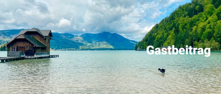 Wandern mit dem Hund am Wolfgangsee