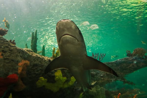 Hai im Aquarium von Toronto