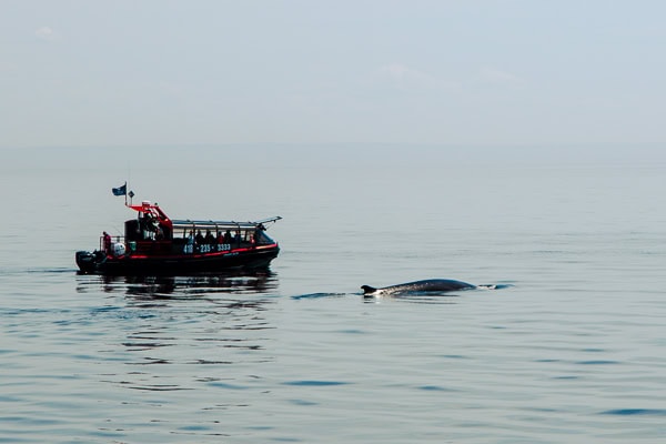 Wal beim Whale Watching in Tadoussac