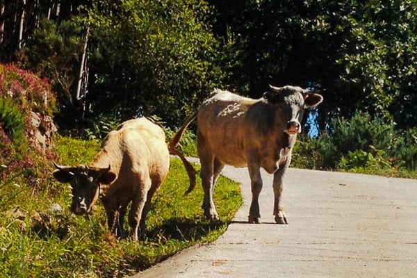 Tiere gehören im Urlaub in Kantabrien mit Kindern dazu.